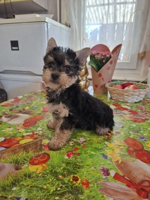 9 hetes mini yorki kislány. - kép 8