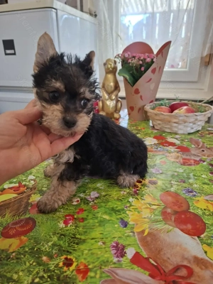 9 hetes mini yorki kislány. - kép 6