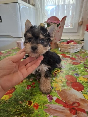 9 hetes mini yorki kislány. - kép 3