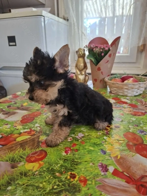 9 hetes mini yorki kislány. - kép 2