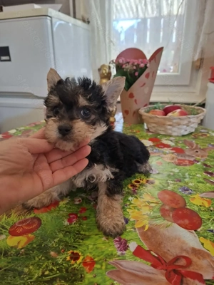 9 hetes mini yorki kislány. - kép 7