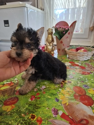 9 hetes mini yorki kislány. - kép 5