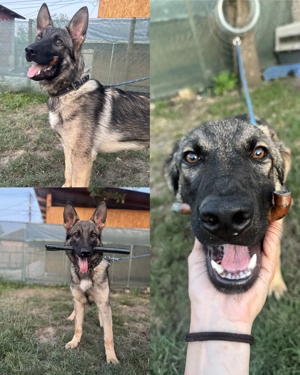 Ordas németjuhász kan kutyával fedeztetést vállalunk - kép 3