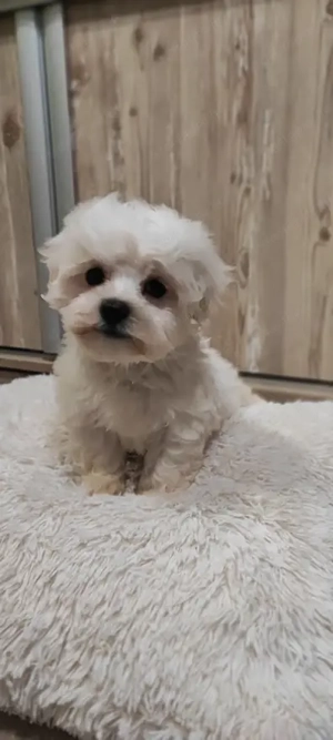 Eladó máltai selyem kan és szuka kiskutya