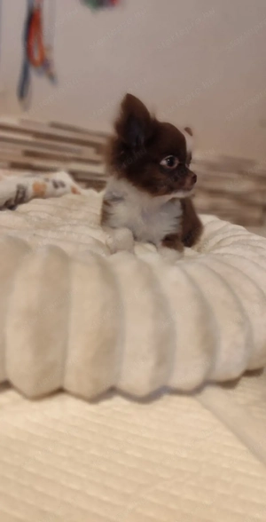 Csivava Chihuahua kicsike termetű kislány- csokoládé-fehér sz nű