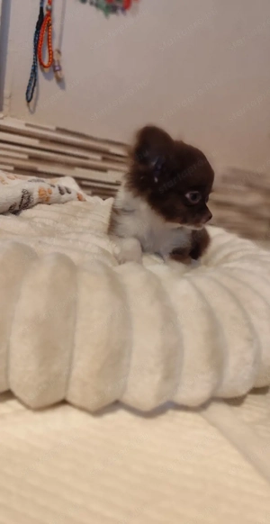 Csivava Chihuahua kicsike termetű kislány- csokoládé-fehér sz nű - kép 2