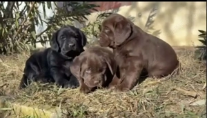 Labrador kiskutyák - kép 2