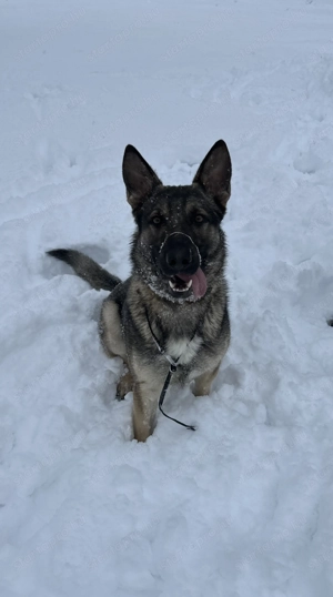 Ordas németjuhász kan kutyával fedeztetést vállalunk - kép 2