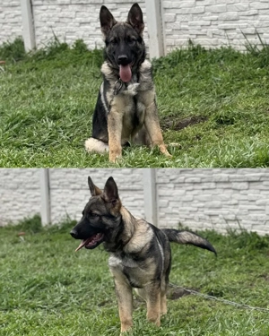 Ordas németjuhász kan kutyával fedeztetést vállalunk - kép 4