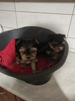 Yorki kisfiúk - kép 2