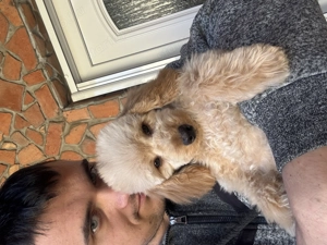 Törpe uszkár kisfiú Veszettség oltással  - kép 4