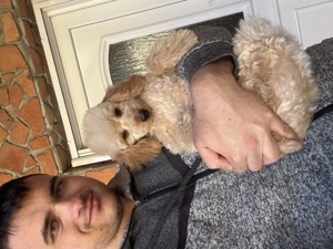 Törpe uszkár kisfiú Veszettség oltással  - kép 2