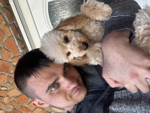 Törpe uszkár kisfiú Veszettség oltással  - kép 3