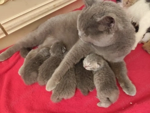 kék brit cicák - kép 2