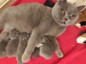 kék brit cicák - kép 3