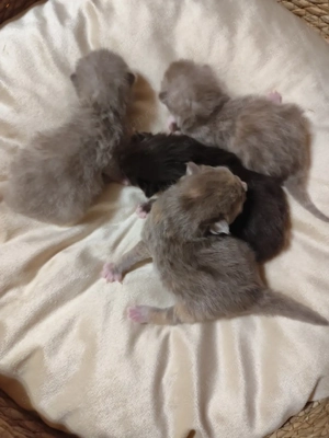 kék brit cicák - kép 4