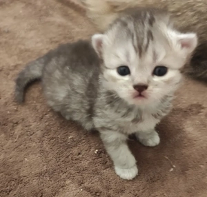 skót álló és lógó fülű fiúk - kép 3