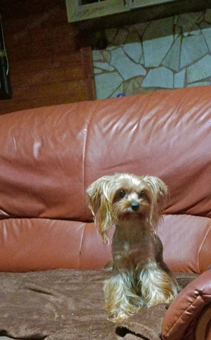 Yorki kisfiú - kép 3