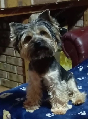 Yorki kisfiú - kép 2