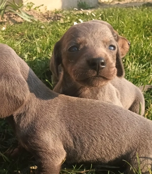 Tacskó kiskutyák  - kép 2