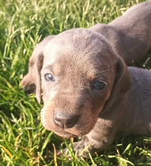 Tacskó kiskutyák  - kép 4