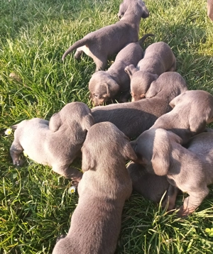 Tacskó kiskutyák  - kép 5