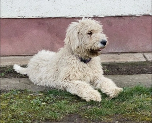 Komondor fajta jellegű szuka kiskutya