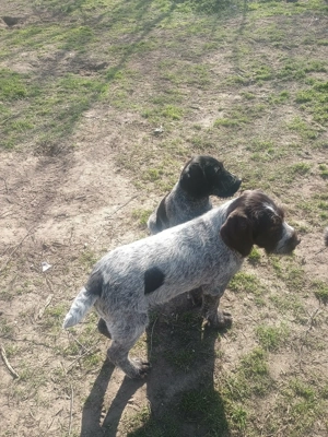 Német Vizsla kutya - kép 2