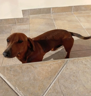 Tacskó fiú kutya 1 éves szerető gazdit keres.