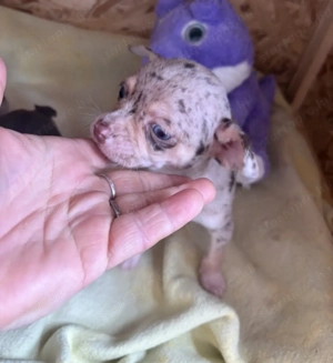 csivava lila merle kislány - kép 2