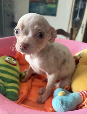 csivava lila merle kislány