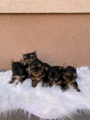 Yorkshire terrier kis kutyák - kép 2