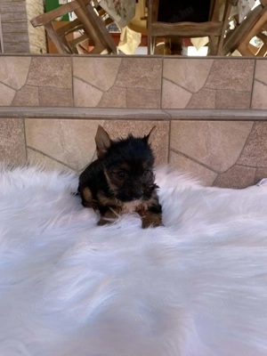Yorkshire terrier kis kutyák - kép 5