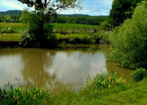 Eladó építési telek Tarjánban, Csalogány u. 70. - kép 6