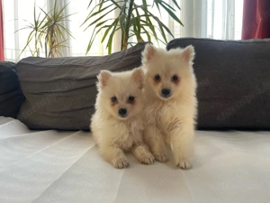 Pomerániai Törpe Spitz kiskutyák