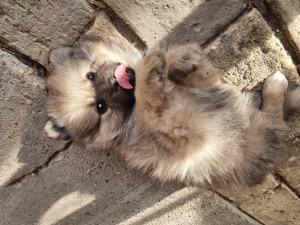  spicc kölykök - kép 3