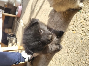  spicc kölykök - kép 2