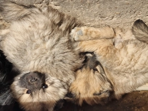  spicc kölykök - kép 4