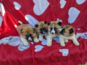 Amerikai Akita - kép 5