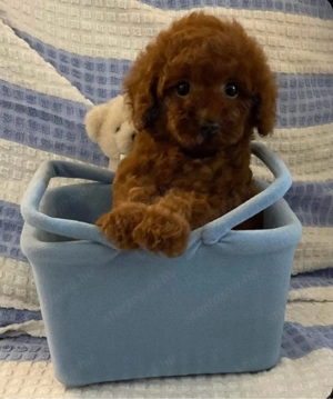   toy uszkár kiskutyák   - kép 2