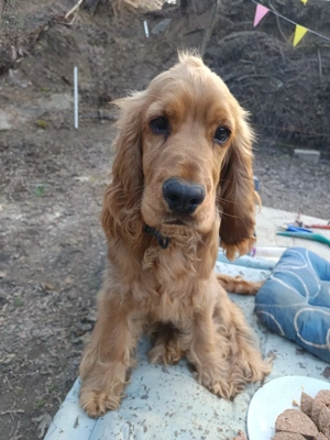 cocker spániel pár olcsón együtt eladó  - kép 2