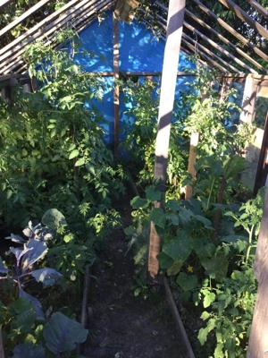  Gyümölcsös hétvégi kert eladó Körmenden   900 m , villany, kút, 40 gyümölcsfa, egyedi l - kép 3