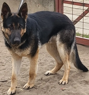 fiatal németjuhász kan - kép 4