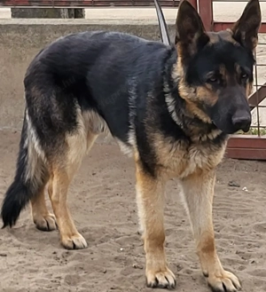 fiatal németjuhász kan - kép 3