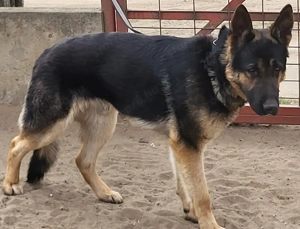 fiatal németjuhász kan - kép 2