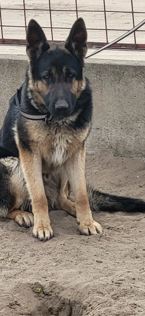 fiatal németjuhász kan - kép 5