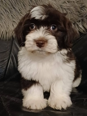 Bichon havaese kiskutyák eladóak - kép 3