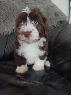 Bichon havaese kiskutyák eladóak - kép 5