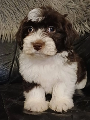 Bichon havaese kiskutyák eladóak - kép 2