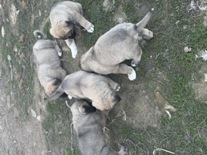 Kau-Kangal mix eladó - kép 3